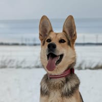 Ades, chien à adopter