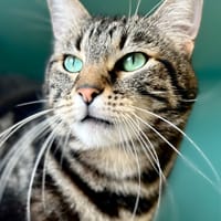 RINO, chat à adopter