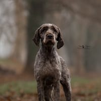 Amy, chienne à adopter