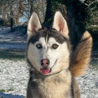 Spirit, chien à adopter