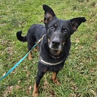 Thor, chien à adopter