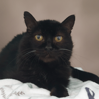 HASHTAG CHA, chat à adopter