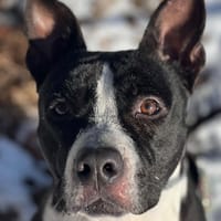 ALY ( Réservé ) OAA19899, chien à adopter