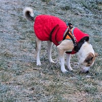 Fanfan, chien à adopter