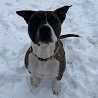 APPOLLO dit MILO PAA24022, chien à adopter