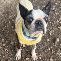 JAIPUR PAA24016, chienne à adopter