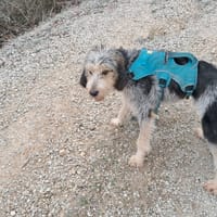 Bigs (réservé), chien à adopter