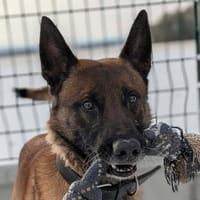 Rayder, chien à adopter