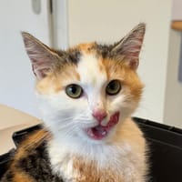 Kreposucre, chatte à adopter