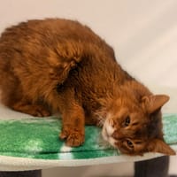 ZAMPA, chatte à adopter