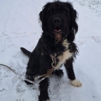 THOR, chien à adopter