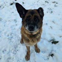 PATAPOUF, chien à adopter