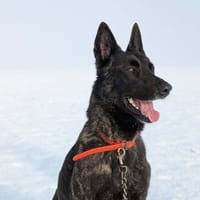 REIKO, chien à adopter