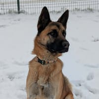 Wolf, chien à adopter