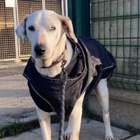 FIFI, chienne à adopter