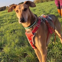 LEVIS, chien à adopter