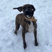 BANZAÏ PAA23048, chien à adopter