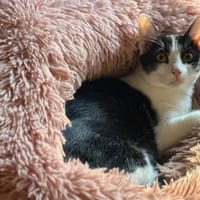 Fitroen, chat à adopter