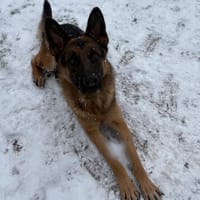 ERWAN paa23029, chien à adopter