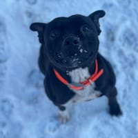 THOR, chien à adopter