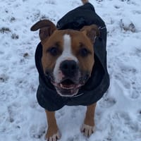 PACO, chien à adopter