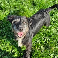 CACAHUETE, chien à adopter