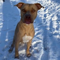 GLAM dit Gucci PAA22879, chien à adopter