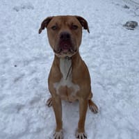 toby paa22937, chien à adopter