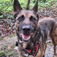 LEWIS, chien à adopter