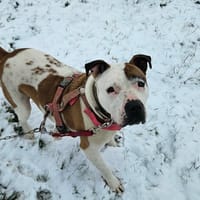 JOY, chienne à adopter