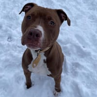 RAISIN paa22884, chien à adopter