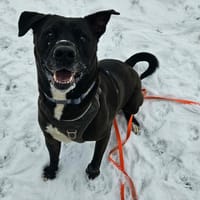 MAC, chien à adopter