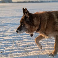 JUNIOR, chien à adopter