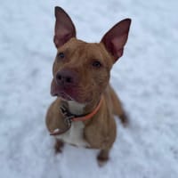 SWEETY PAA22436, chienne à adopter