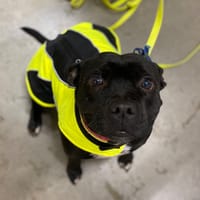 RITA, chienne à adopter