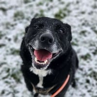 CHIPIE, chienne à adopter