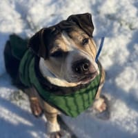 GOLIATH, chien à adopter