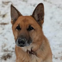 BALOO, chien à adopter