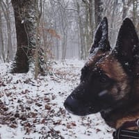 RAIDZ, chien à adopter