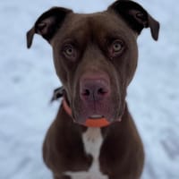 NESKO  PAA22591, chien à adopter