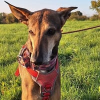 LACOSTE, chien à adopter