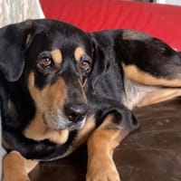 JADE, chienne à adopter