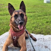 INDIA, chienne à adopter