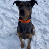 BOB PAA22596, chien à adopter