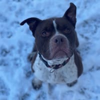 ULKY, chien à adopter