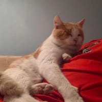 Tadeusz, kot do adopcji