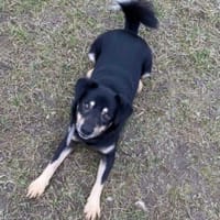 Vasco, pies do adopcji