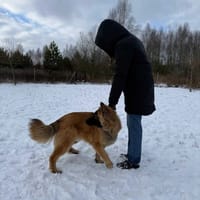 Raiko, pies do adopcji