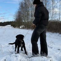 Atom, pies do adopcji