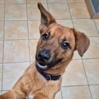 Rudi, pies do adopcji